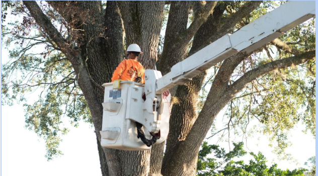 Protect and Beautify: Essential Services Every Outdoor Space Needs 1 image 28
