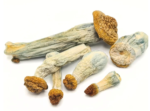 Psilocybin Mushrooms and Mental Wellness: What People Are Exploring 1 image